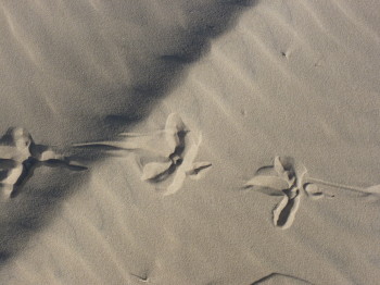 Baby Sea Turtle tracks in Australia! 