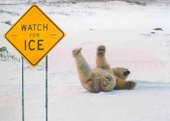 polar-bear-slipping