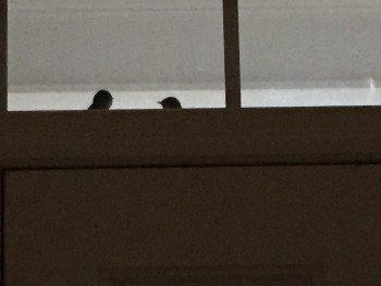 They are spying on me. 